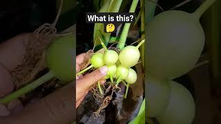 What is this?  #viral #ytshorts #trending #shorts