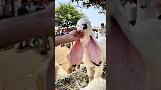 Kajla Bakra Qurbani 2025 | Beautiful Heavy Goat | Mera Shauk Official