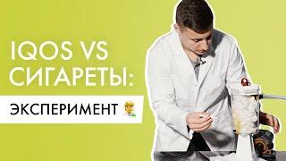 Что хуже — Айкос или сигареты? Эксперимент