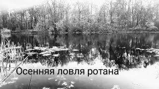 Ловля ротана осенью на поплавок на старом русле реки. Октябрь, 2022 г.