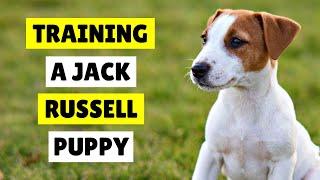 How To TRAIN Your Jack Russell Puppy  EASY and EFFECTIVE