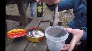 Surströmming. Сюрстрёмминг. Surstromming. Сюрстремминг.