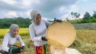 DEMI ANAK"JANDA DESA CANTIK NENG NJ JADI BURUH PANEN PADI PUN DILAKUKAN