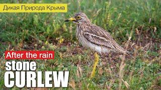 Eurasian stone curlew mating.  After the rain. (Burhinus oedicnemus)