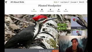 Birding by Ear - Practice Video - Common Eastern Woodland Birds