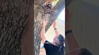 大叔伐樹時砸到小浣熊，沒想到後面還有故事 #神奇動物在抖音 #動物救助 #人與動物和諧共處 #動物被嚇的一瞬間