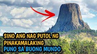 Sino ang Nagputol ng Pinakamalaking Puno sa Mundo? 8 na pinakamalaking puno