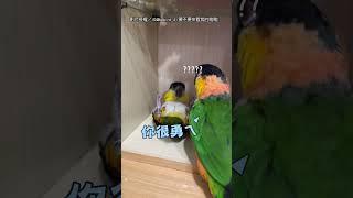 【神發展】鳥夥伴努力鍛鍊 牠被煞到 霸王硬上弓?｜鸚鵡｜鳥｜硬上弓｜仰臥起坐｜煞到｜搞笑｜寵物