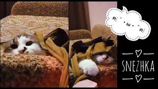 Snezhka #CAT