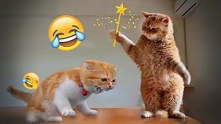 So Funny! Funniest Cats and Dogs 2024  Funny Animal Videos 2024 