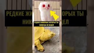 РЕДКИЕ ЖИВОТНЫЕ КОТОРЫХ ТЫ НИКОГДА НЕ ВИДЕЛ