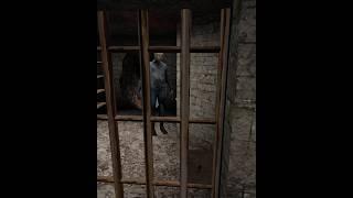 Trolling with granny and grandpa  #shortvideo #granny #gaming