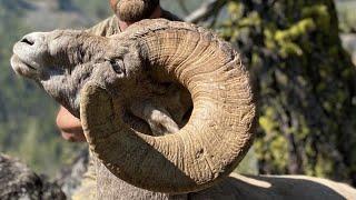 GIANT IDAHO BIGHORN!!! Sheep Hunt - Stuck N The Rut 172