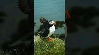 Puffin beaks change color