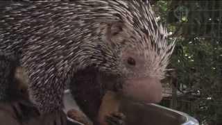 Homework Hotline Zoophily: Porcupine