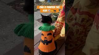 Onix is a pumpkin  pumpkin cat for Halloween. #cat #blackcat #haloween24 #pumkincat #catincostume