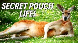 Hop Into These 10 Incredible Kangaroo Facts! 