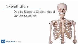 Skelett Modell Stan 3B Scientific