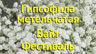 Гипсофила метельчатая на штамбе. Краткий обзор, описание gypsophila paniculata вайт фестиваль