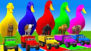 5 Giant Duck Cartoon,Cow,Elephant,Tiger,Lion,Dinosaur,Paint Wild Animals Crossing Fountain Animation