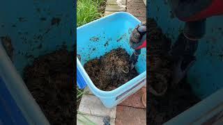 Turn trash into treasure! Compost kitchen waste with EM bacteria for nutrient-rich, odor-free...