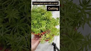 How to grow sedum with cutting#gardening#youtubeshorts #shorts#shree ji creative garden