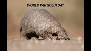 WORLD PANGOLIN DAY | CONSERVATION | ANIMAL PROTECTION