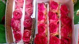 NEW YORK ROSES wholesale- ecuador farms, rose farm ,buy in bulk