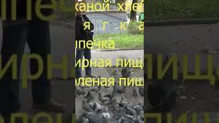 чем кормить голубей