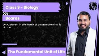 DNA, present in the matrix of the mitochondria, is circular.