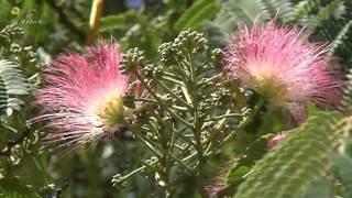 SUMMER DREAMS - PRACHTIGE NATUUR en ONTSPANNENDE MUZIEK -TOUCHED BY LOVE