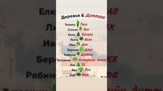 Дитташ  деревья НОХЧИЙН МАТТАХЬ #НОХЧО