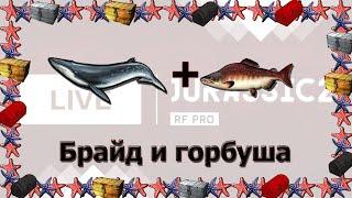 Русская Рыбалка 3.99 Брайд и горбуша - стрим / Jurassic2