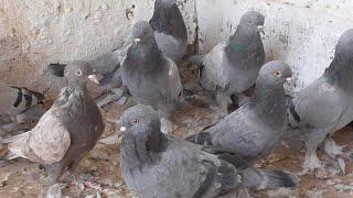 Турецкая Такла Узбекистане, г Сырдарья.Голуби Руслана🫣#güvercinlerim #uzbekistan #Pigeons