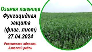 Озимая пшеница | Флаговый лист | Фунгицидная и Инсектицидная обработка | 27 апреля 2024