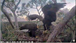 AEF NEFL Eagles ~ Gabby & Beau Both Bring A Stick To The Nest! (Pre- Hurricane Milton) 10.8.24