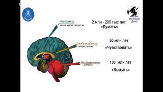 ВЕБИНАР № 11-4-18_ Богатый мозг vs Бедный мозг