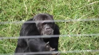 Ngamba Island Chimpanzee Sanctuary