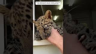 Poor little leopard lost his mother and was adopted by a family.