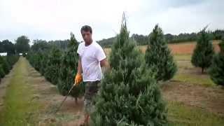 Trimming Christmas Trees Shawn Powers and Greg Powers