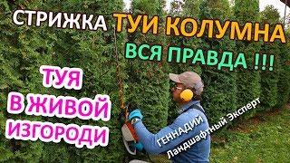 СТРИГИТЕ ТУИ ВОВРЕМЯ | @LORD_OF_GARDEN_BELARUS | СЕКРЕТЫ | ЖИВАЯ ИЗГОРОДЬ ТУЯ КОЛОМНА |Стрижка| Минcк|BELARUS