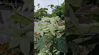 Flowers shorts  #status #reels #shorts #viral #trending #yt #homegarden #viralreels #viralshorts