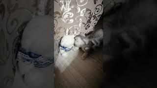 Снежка #шотландскиекотята #шотландские #котики #котята