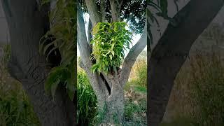 big Mango Tree #howtograft #grafting #youtubeshorts