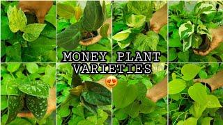 #newplant #greenleaf  money plant & oxycardium plant️