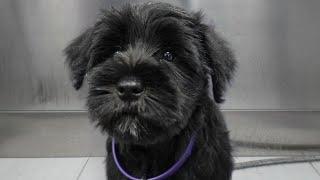 Sweet Miniature Schnauzer puppy gets her first spa day