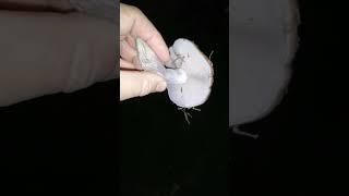 рядовка фиолетовая