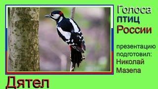 Дятел. Голоса птиц России