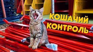 Кот кладовщик на складе строительных лесов 