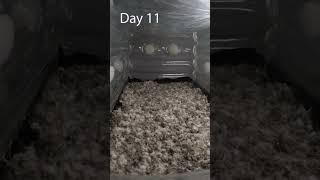 This time-lapse was taken over 16 day from colonization to fruiting with a GoPro. 